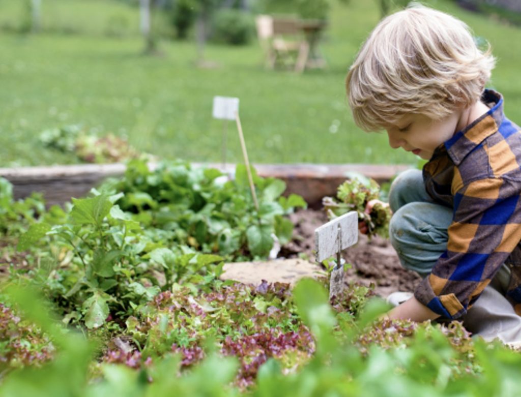 Child in a vegetable garden