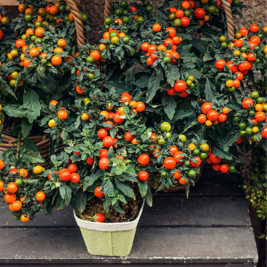 tomatoes growing in pots on decking