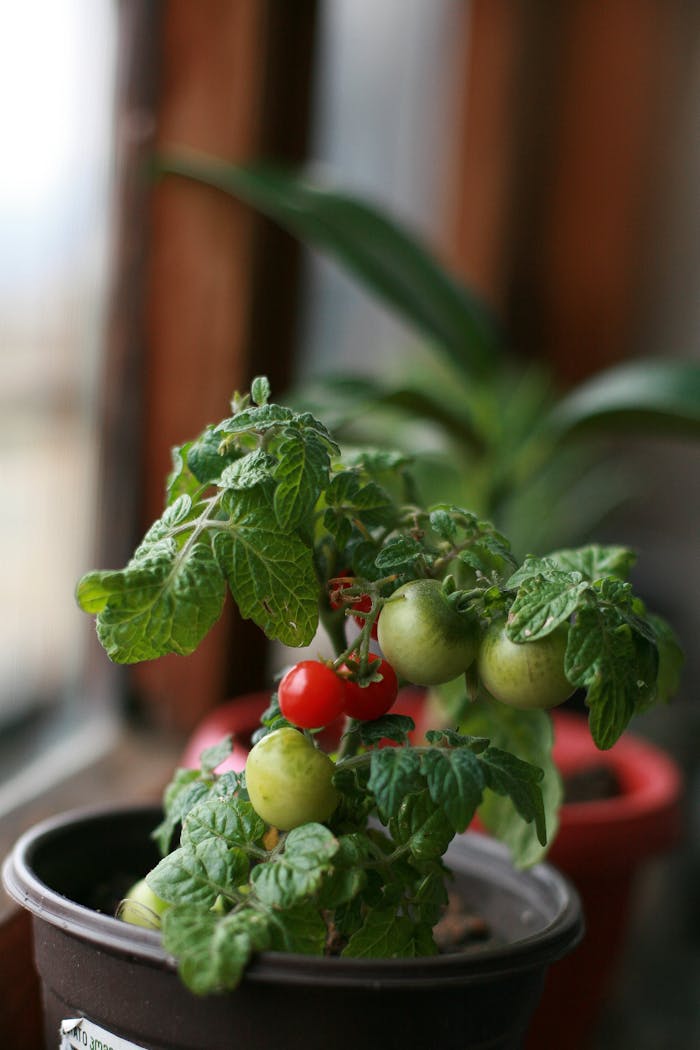 tomatos plant in a pot