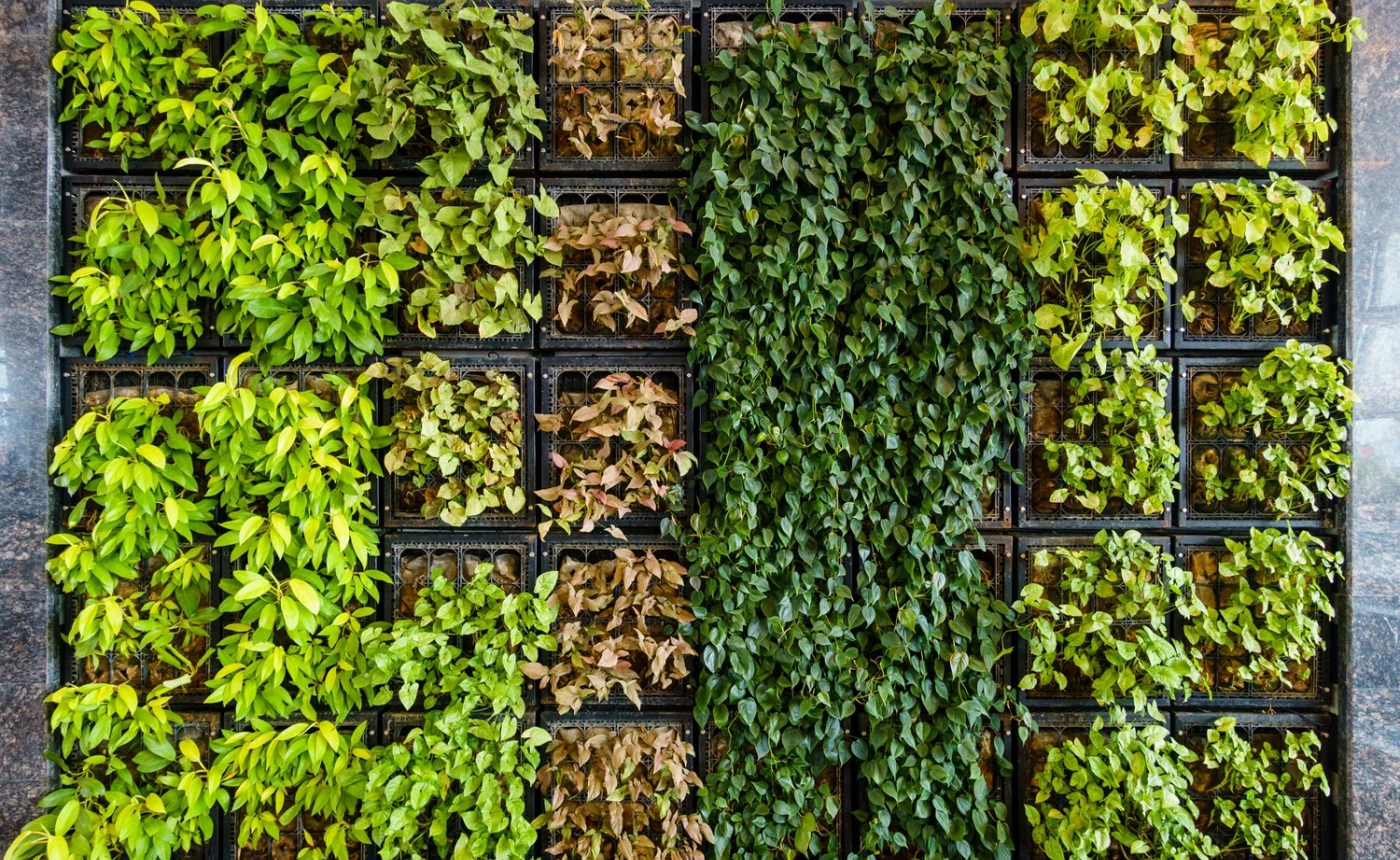 Living wall garden in a Urban backyard - green plats offering visually colorful wall