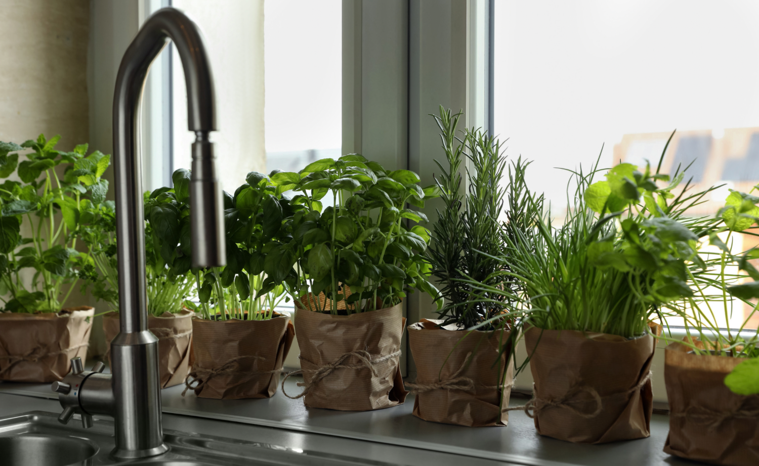 Kitchen grow kits -herbs grown on a kitchen bench in the sunlight