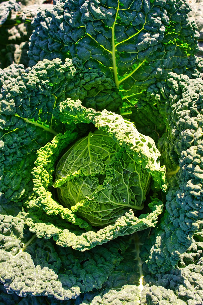 cabbages, food, costs, kale cabbage, vegetable, organic only on home kitchen gardens