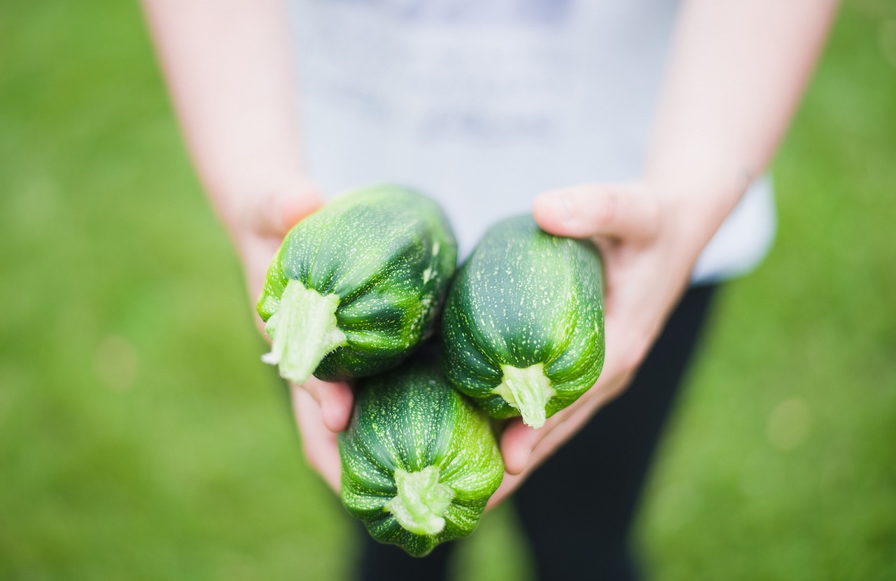 zucchinis, vegetables, green, fresh, fresh food, fresh vegetables, raw, raw vegetables, organic, harvest, produce, green food, green vegetables, vegetables, vegetables, vegetables, vegetables, vegetables