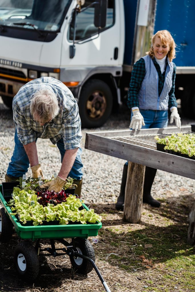 Senior adults gardening with seedling trays outdoors, near a truck.