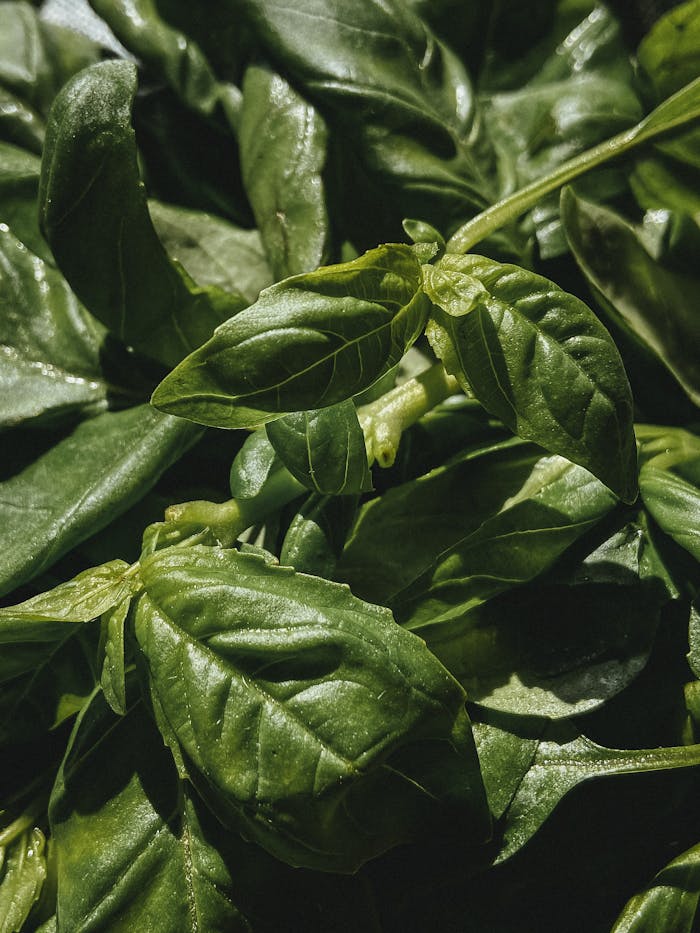 Abundance of fresh deep green basil 